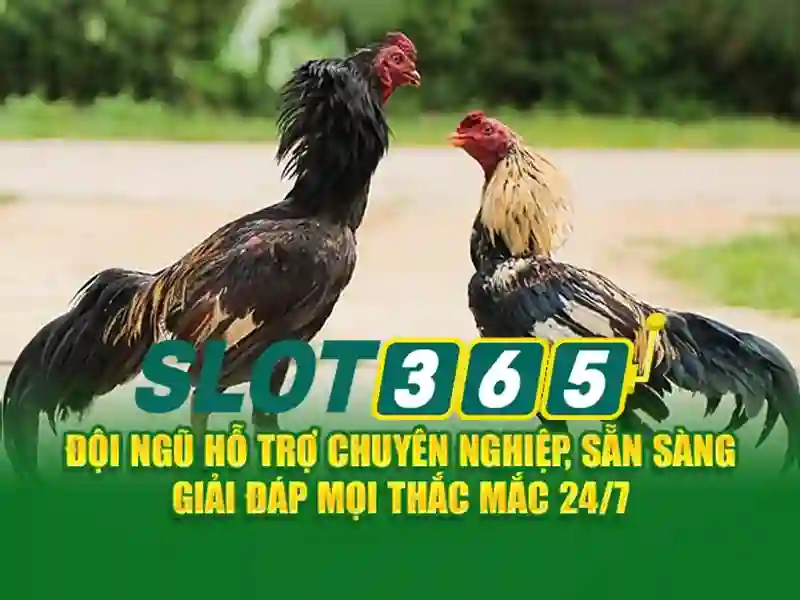 slot365 – Trải nghiệm và đánh giá Slot365
